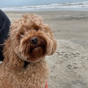 Meet your Posher, Penny